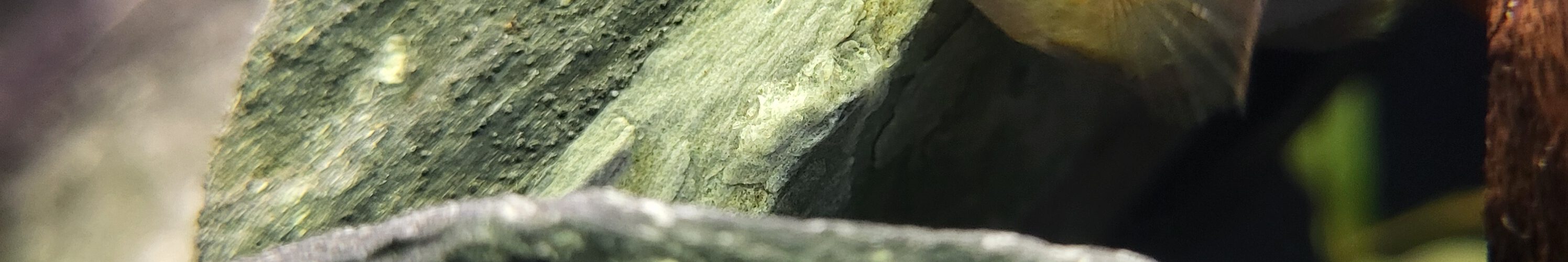 Apistogramma macmasteri afbeelding